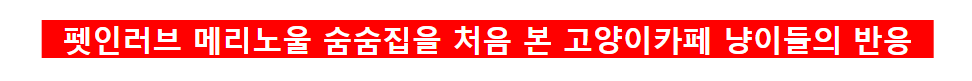 _메리노울_숨숨집을_처음_본_고양이카페_냥이들의_반응(0).png